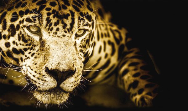 Les Voies d'AVA : La Médecine du Jaguar Maya